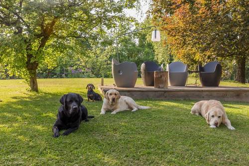 Hunde im Garten in Hohenlohe beim Fewo Urlaub