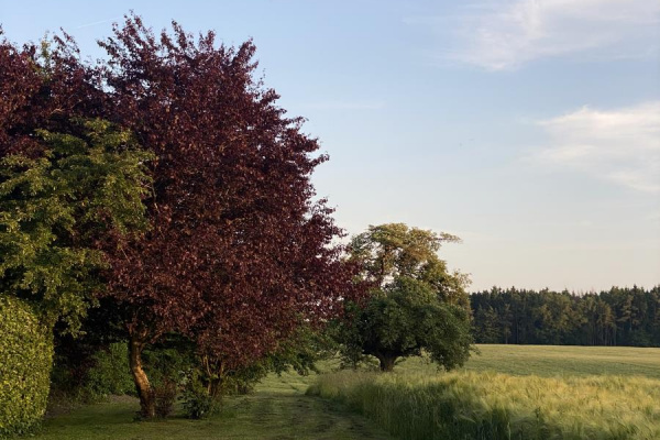 Hinter dem Haus beginnt die ungestörte Natur mit weitläufigen Wiesen und Feldern