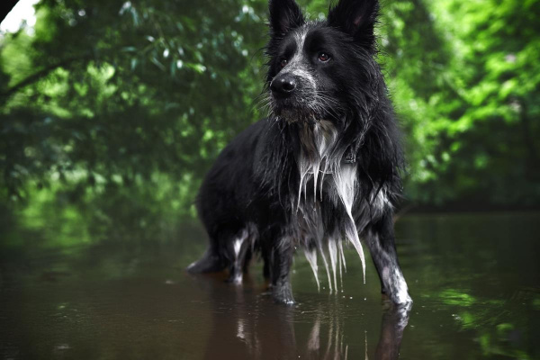 Ihr Hund hat Spaß im Kocher in der naturnahen Parkanlage