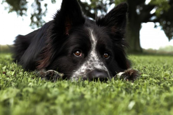 Die Hunde genießen den großen umzäunten Garten