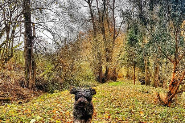 Gasthund im Herbst auf dem Privatweg