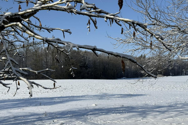 Ferienhaus im stillen Hain