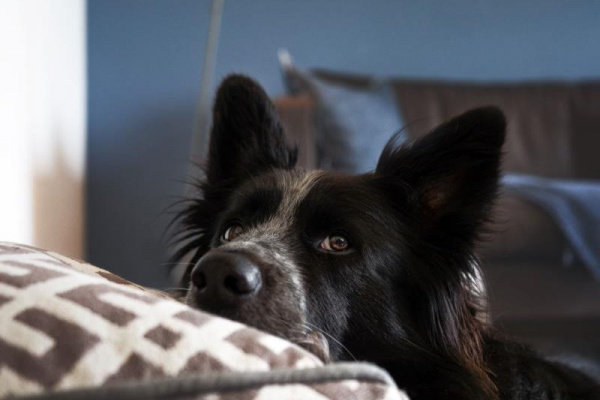 Bis zu 5 Hunde sind herzlich willkommen