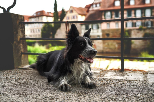 Schwäbisch Hall ist eine hundefreundliche Stadt mit vielen Möglichkeiten